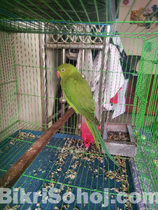 ইন্ডিয়ান রিংনেক টিয়া পাখি